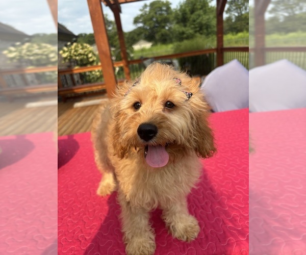 Medium Photo #4 Cavapoochon (Miniature) Puppy For Sale in GREENFIELD, IN, USA