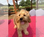 Small #3 Cavapoochon (Miniature)