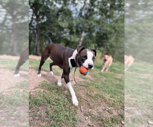 Medium Photo #3 Mutt Puppy For Sale in Salt Lake City, UT, USA