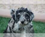 Small Photo #1 Labradoodle-Poodle (Standard) Mix Puppy For Sale in WALDRON, AR, USA