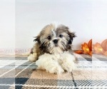 Small #3 Shih Tzu