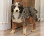 Small Photo #1 Bernedoodle (Miniature) Puppy For Sale in LANCASTER, PA, USA