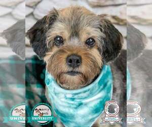 Silky Terrier-Unknown Mix Dogs for adoption in Kennesaw, GA, USA