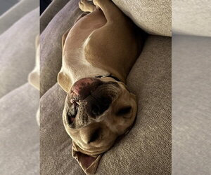 WINSTON #7 - Male American Pit Bull Terrier-Unknown Mix Dog for Adoption - Photo #7