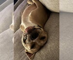 Small #6 American Pit Bull Terrier Mix