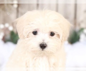 Maltese-Maltipoo Mix Puppy for sale in MOUNT VERNON, OH, USA