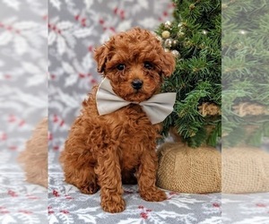 Poodle (Miniature) Puppy for sale in NEW PROVIDENCE, PA, USA