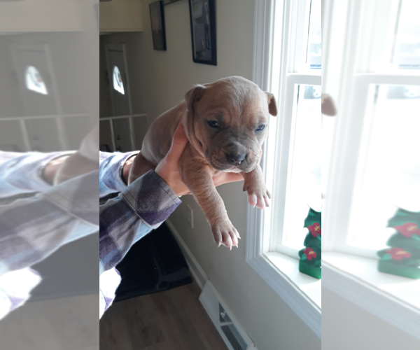 Medium Photo #1 American Pit Bull Terrier Puppy For Sale in CECIL, NJ, USA