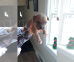 Small Photo #1 American Pit Bull Terrier Puppy For Sale in CECIL, NJ, USA