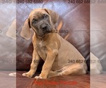Small Photo #20 Cane Corso Puppy For Sale in LA PLATA, MD, USA