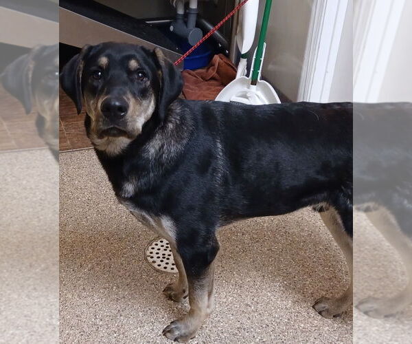 Medium Photo #3 Coonhound-German Shepherd Dog Mix Puppy For Sale in Great Bend, KS, USA