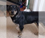 Small #2 Coonhound-German Shepherd Dog Mix