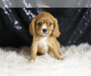 Medium Cavalier King Charles Spaniel