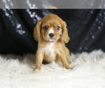 Puppy SONOMA AKC Cavalier King Charles Spaniel
