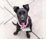 Small #9 Labrador Retriever Mix