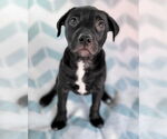 Small #7 American Pit Bull Terrier Mix
