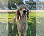 Small #4 Poodle (Standard)