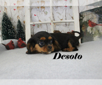 Small Photo #69 Cavalier King Charles Spaniel Puppy For Sale in CHANUTE, KS, USA