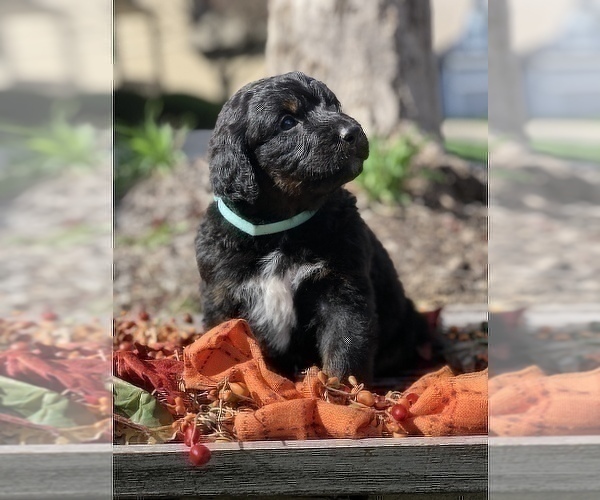 Medium Photo #6 Bernedoodle Puppy For Sale in OVERLAND PARK, KS, USA