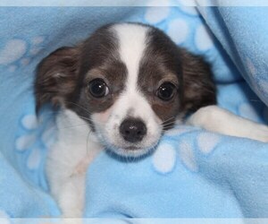 Medium Chihuahua