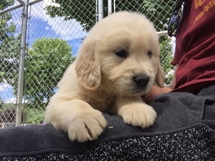 Golden Retriever Puppy for sale in BROADWAY, VA, USA