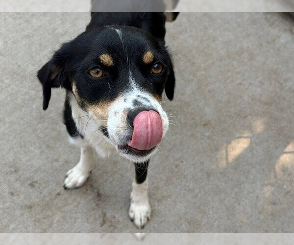 Medium Photo #1 Mutt Puppy For Sale in Tulsa, OK, USA