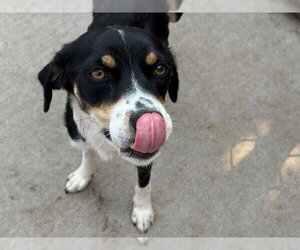 Mutt Dogs for adoption in Tulsa, OK, USA
