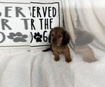 Small #3 Dachshund
