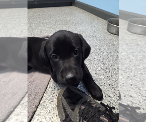Medium Photo #1 Labrador Retriever Puppy For Sale in LEBANON, IN, USA