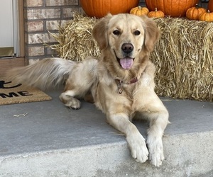 Mother of the Golden Retriever puppies born on 06/23/2026