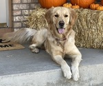 Small Photo #1 Golden Retriever Puppy For Sale in COLORADO SPRINGS, CO, USA