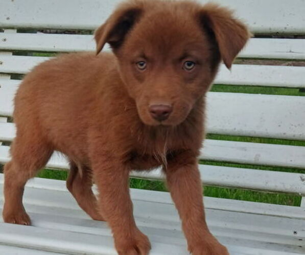 Medium Photo #1 Miniature Australian Shepherd Puppy For Sale in MILTON, WI, USA