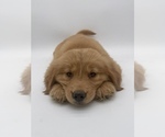 Small Photo #15 Golden Retriever Puppy For Sale in OCALA, FL, USA