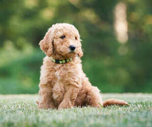 Goldendoodle Puppy for sale in ARLINGTON, WA, USA