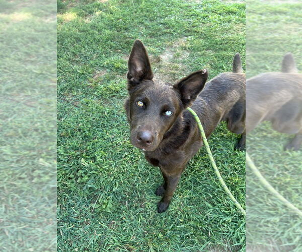 Medium Photo #1 Mutt Puppy For Sale in Evansville, IN, USA