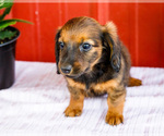 Small #10 Dachshund