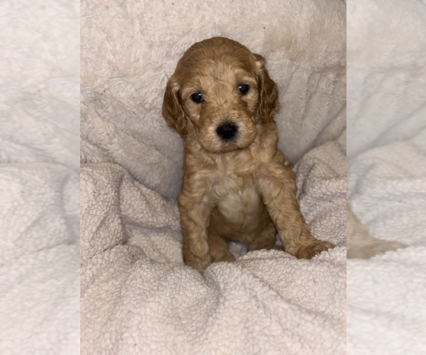 Medium Photo #3 Goldendoodle Puppy For Sale in OAKLAND GARDENS, NY, USA
