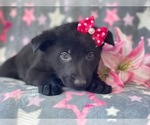 Small Photo #5 German Shepherd Dog Puppy For Sale in LAKELAND, FL, USA