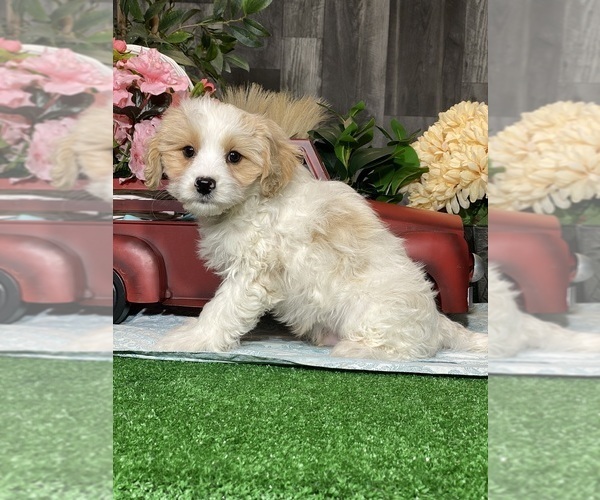 Medium Photo #2 Bichpoo-Cavalier King Charles Spaniel Mix Puppy For Sale in CANOGA, NY, USA