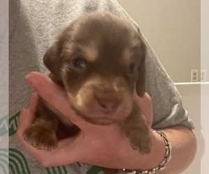 Dachshund Puppy for sale in CHATTANOOGA, TN, USA