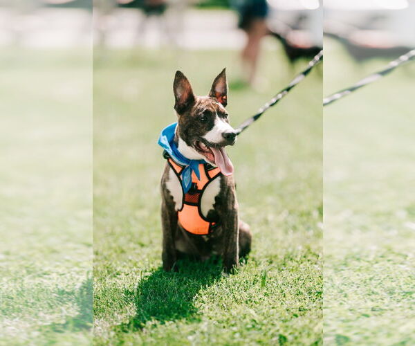 Medium Photo #4 American Pit Bull Terrier-Mountain Cur Mix Puppy For Sale in Oakhurst, NJ, USA