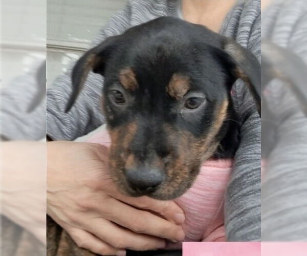 Medium Photo #3 Rottweiler-Unknown Mix Puppy For Sale in Lakewood, CO, USA