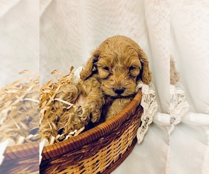 Cock-A-Poo Puppy for sale in NEW PARIS, IN, USA