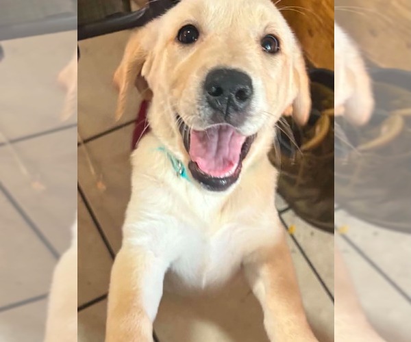 Medium Photo #1 Golden Labrador Puppy For Sale in SWARTZ CREEK, MI, USA