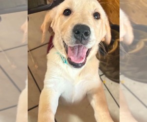 Golden Labrador Puppy for sale in SWARTZ CREEK, MI, USA