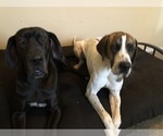 Small Photo #14 Great Dane Puppy For Sale in COLLINSVILLE, OK, USA