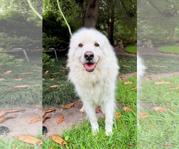 Medium Photo #3 Great Pyrenees Puppy For Sale in Spring, TX, USA