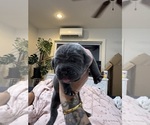 Small #1 Cane Corso