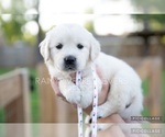 Small Photo #4 English Cream Golden Retriever Puppy For Sale in MURFREESBORO, TN, USA