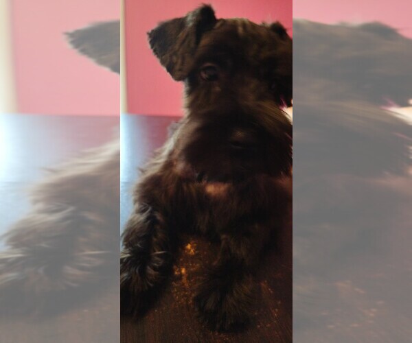 Medium Photo #16 Schnauzer (Miniature) Puppy For Sale in ENID, OK, USA